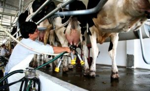 Producción de leche disminuye y costos productivos se mantienen altos