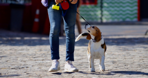 Primera Encuesta Nacional de Mascotas: El 99,7% de los tutores asegura que los perros y gatos son parte de la familia y contribuyen a su felicidad