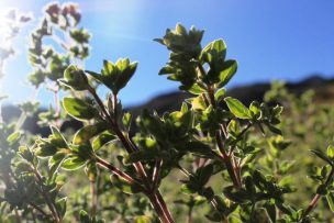 Microemprendedores aymaras convierten al orégano en un producto gourmet