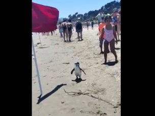 Pingüino sorprendió a veraneantes de Maitencillo: Fue rescatado y enviado a rehabilitación