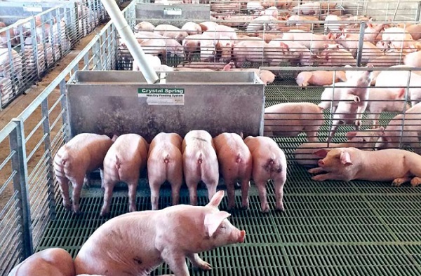 Aprueban inédita norma para regular la emisión de olores