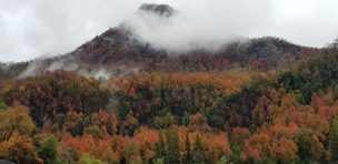 Constanza Troppa por Proyecto +Bosques: “buscamos gestionar 25 mil há de bosques entre el Maule y Los Lagos, priorizando a pequeños propietarios forestales con énfasis en mujeres y pueblos originarios”.