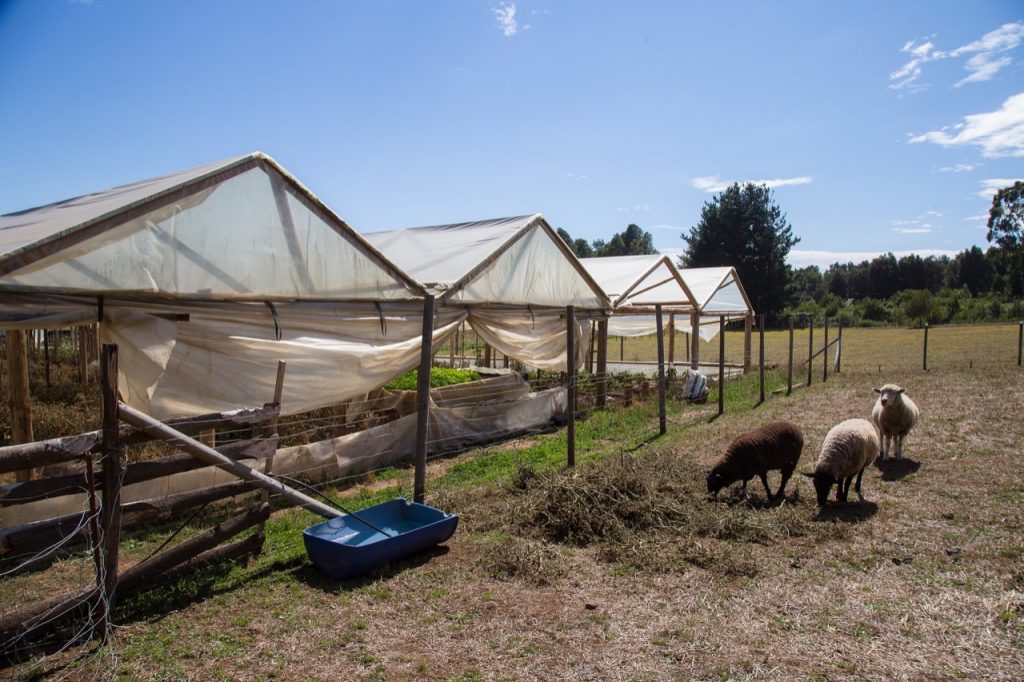 Ministerio de Agricultura solicita a Seremi de Araucanía convocar a un Comité Regional de Emergencia Agrícola