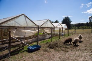 Ministerio de Agricultura solicita a Seremi de Araucanía convocar a un Comité Regional de Emergencia Agrícola