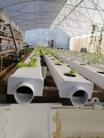 Productores modernizan la agricultura tradicional automatizando sus invernaderos