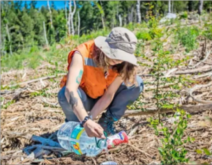 Estudio pionero usa insectos para conocer la “salud” de un bosque en recuperación