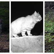 Confirman presencia de cuatro especies de felinos nativos en Parque Nacional Cerro Castillo