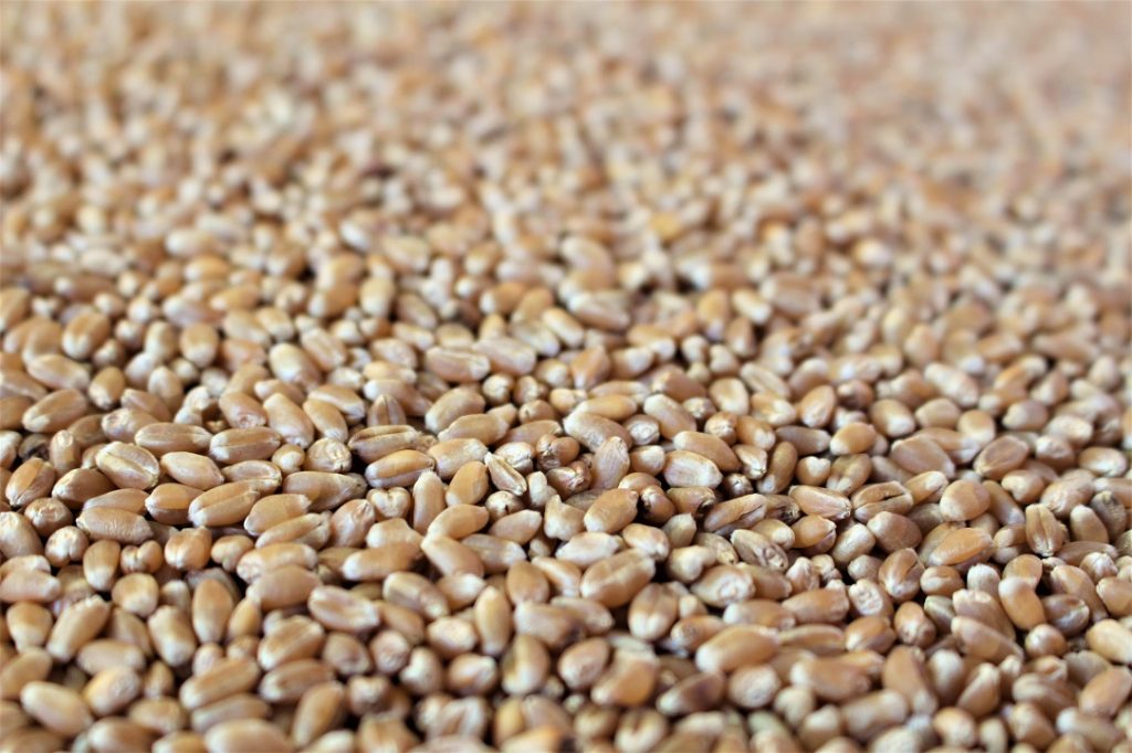 Destacan importancia estratégica de Bancos de Germoplasma en seguridad alimentaria nacional