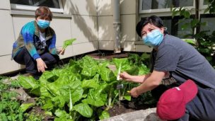 “Huertos de Ñuble” busca rescatar la agricultura familiar de Chillán