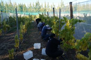 Chile Chico inició la cosecha de uvas para la producción regional del vino más austral del mundo