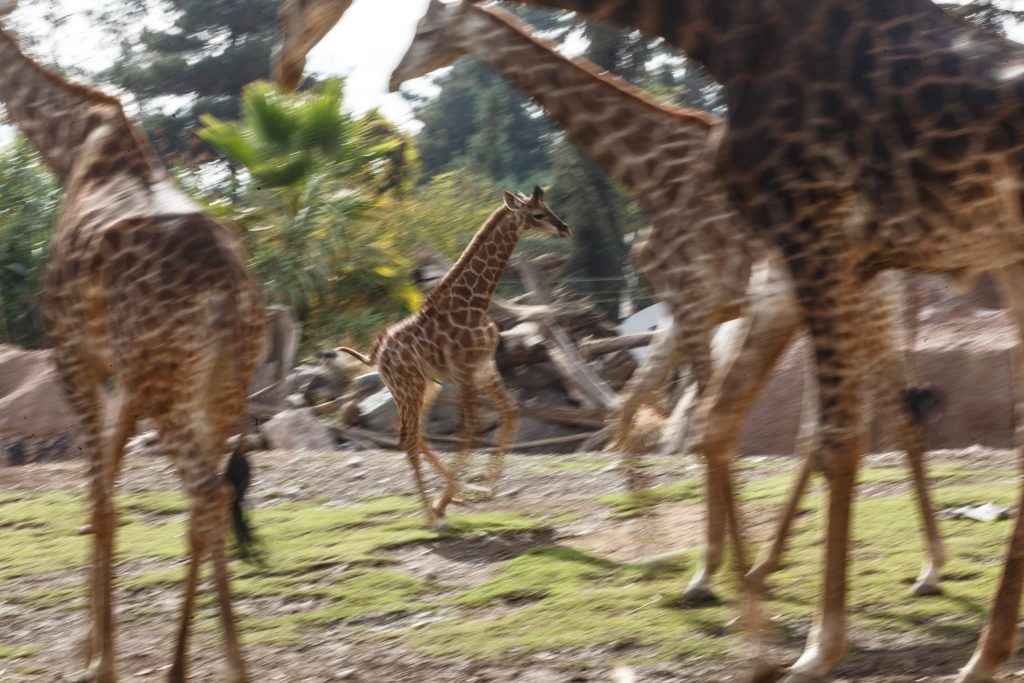 Este es “Benito”: Buin Zoo presentó a su nueva cría de jirafa recién nacida