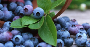 South American Blueberry Convention: Desafíos y nuevas estrategias serán unos de los temas del primer evento del arándano sudamericano