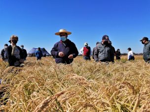 Arroz chileno supera en calidad y sustentabilidad a los importados