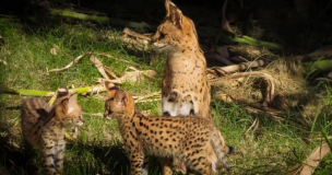 Buin Zoo presenta a sus dos nuevas crías de servales e invita a participar en la elección de los nombres