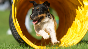 Estos son los horarios y las actividades del evento canino más importante de Sudamérica que se realizará en Espacio Riesco