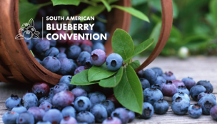 Desafíos y nuevas estrategias serán unos de los temas claves de South American Blueberry Convention