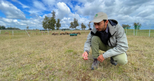 Investigador de INIA evalúa inocuidad alimentaria en la carne de cordero producida en el sur de Chile