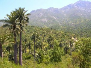 Extraen semillas de palma en campamentos ilegales en el parque nacional La Campana