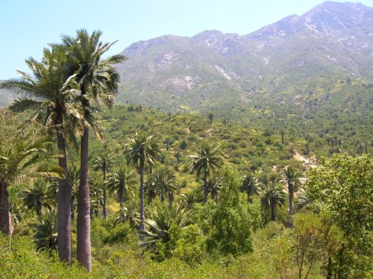 Extraen semillas de palma en campamentos ilegales en el parque nacional La Campana