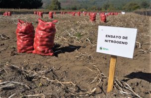 Productores de la Provincia de Arauco apuestan a cuadruplicar productividad en el cultivo de la papa