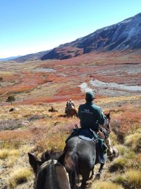 SAG y Carabineros supervisan retorno de últimos animales desde las veranadas de Alto Biobío