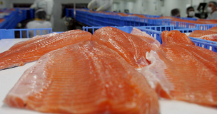 Salmón se convierte en el producto no cobre chileno más exportado en el primer trimestre