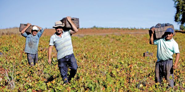 Estudio de UC destaca recuperación del empleo. El agro dice que le faltan 100 mil trabajadores.