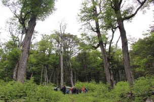 En Chile existen más de 14 millones de hectáreas de bosque nativo, según cifras de Infor