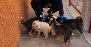 Rescatan a 12 cachorros siberianos en Colchane: Eran ingresados de forma ilegal para ser comercializados