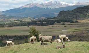 Realizan estudio de factibilidad para un sistema de producción caprina en el secano interior de La Araucanía