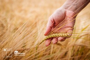 Agroseguros del Minagri llama a cerealeros a contratar a tiempo el seguro con subsidio estatal para proteger sus siembras