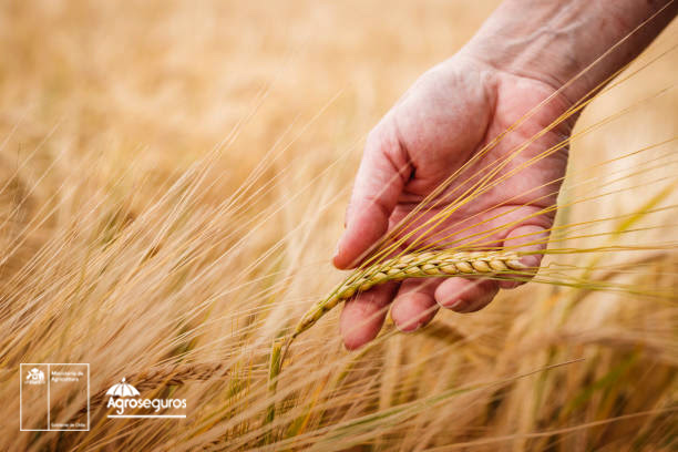 Agroseguros del Minagri llama a cerealeros a contratar a tiempo el seguro con subsidio estatal para proteger sus siembras
