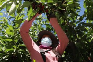 Productores de cerezas y arándanos de Ñuble reconocen “temporada para el olvido”