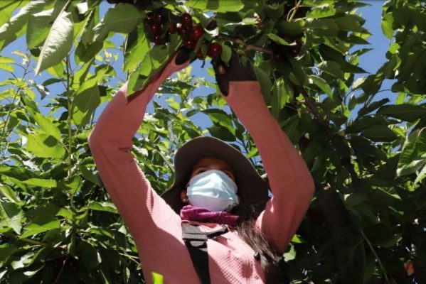Productores de cerezas y arándanos de Ñuble reconocen “temporada para el olvido”