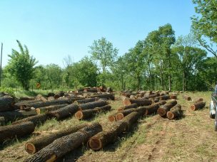 Envíos forestales logran cifra inédita en primer trimestre y se encaminan a un año récord