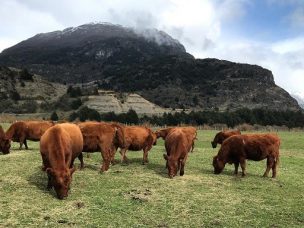 INDAP hace llamado a productores regionales a considerar Créditos de INDAP y Seguro Ganadero