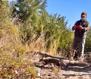 Reinsertan en su hábitat a ejemplar juvenil de zorro chilla