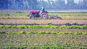 Bajan exportaciones de hortalizas durante enero