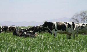 Alto costo de producción anula el alza histórica en precio de la leche