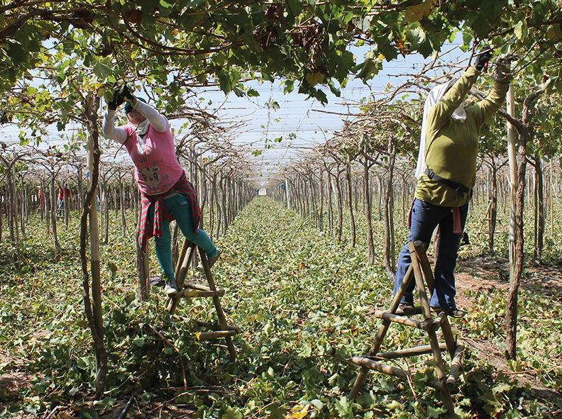 Gremios agrícolas de la región de Coquimbo analizan trabajo conjunto y estrategias ante incertidumbre por la escasez hídrica