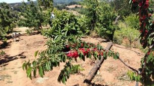 Estudio de la CNR entrega propuestas para dar mayor seguridad de riego a pequeños agricultores y agricultoras de Ránquil