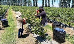 Opinión: permiso de residencia para trabajadores de temporada, una solución pendiente para el sector agrícola