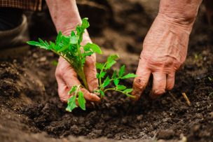 América tiene en la agricultura una de las principales soluciones para mitigar el cambio climático, según estudio del IICA