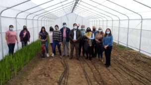 Invernadero de alta tecnología potenciará el desarrollo productivo del cultivo de flores de corte en La Araucanía