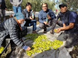 Productores Mapuche lanzan al mercado Aceite de Oliva con sello originario￼