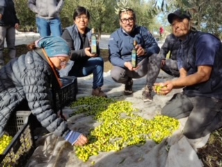 Productores Mapuche lanzan al mercado Aceite de Oliva con sello originario￼