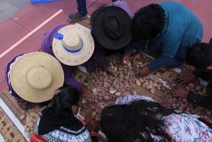 Recopilan variedades tradicionales de semillas de la comuna de Putre