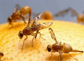 SAG por brote de la mosca de la fruta en la Región Metropolitana: “No está afectando el área productiva”