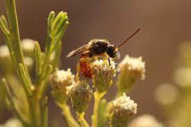 Promueven el uso de abejas nativas para la polinización de frutales, contribuyendo a una agricultura más sustentable