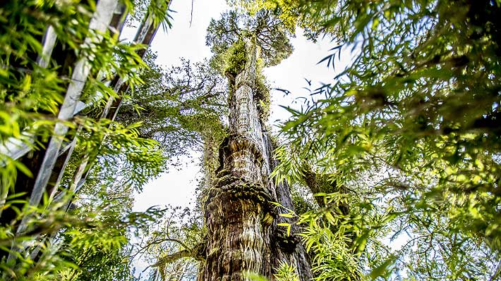 “Alerce milenario” de La Unión tendría 5.484 años y sería el árbol vivo más longevo del mundo